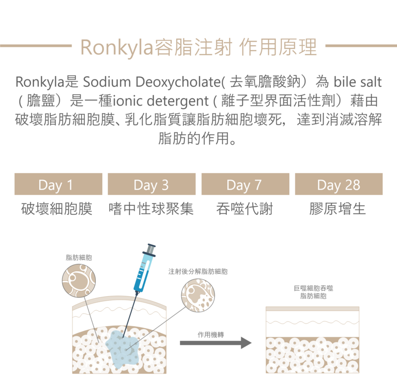 Ronkyla容脂針作用原理與脂肪代謝過程 Ronkyla容脂針作用原理,說明去氧膽酸分解脂肪細胞與 Day1 至 Day28 脂肪代謝過程