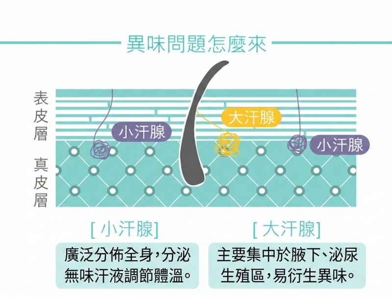 miraDry清新微波是一種革命性非侵入技術的治療方法!可治療原發性多汗症